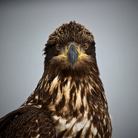Bald Eagle - Haliaeetus leucocephalus